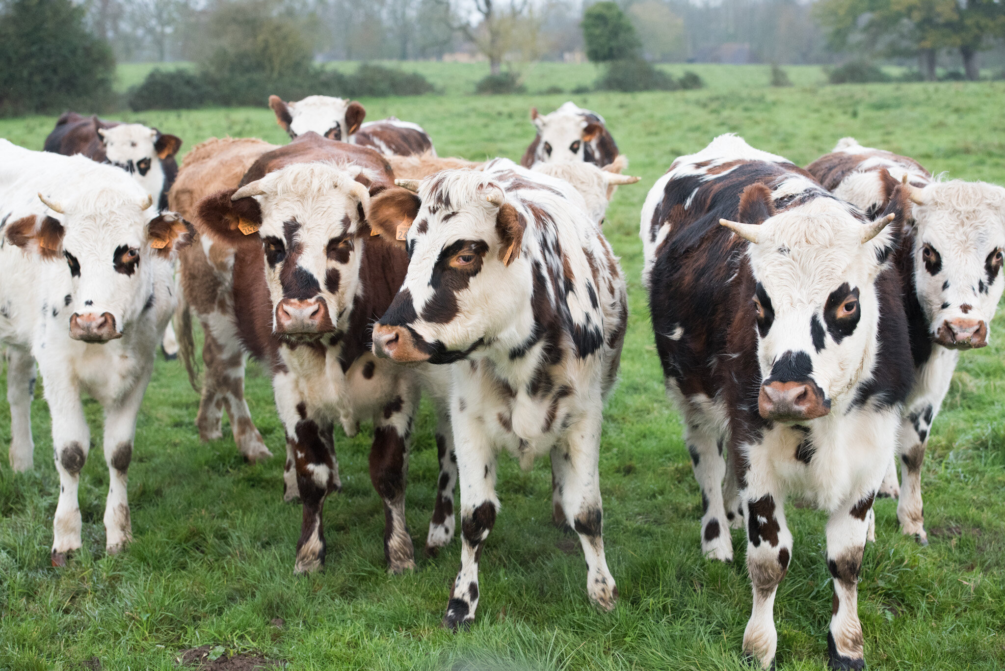    Graindorge cheese for 'Culture' U.S.    Happy cows in fields near Livarot 