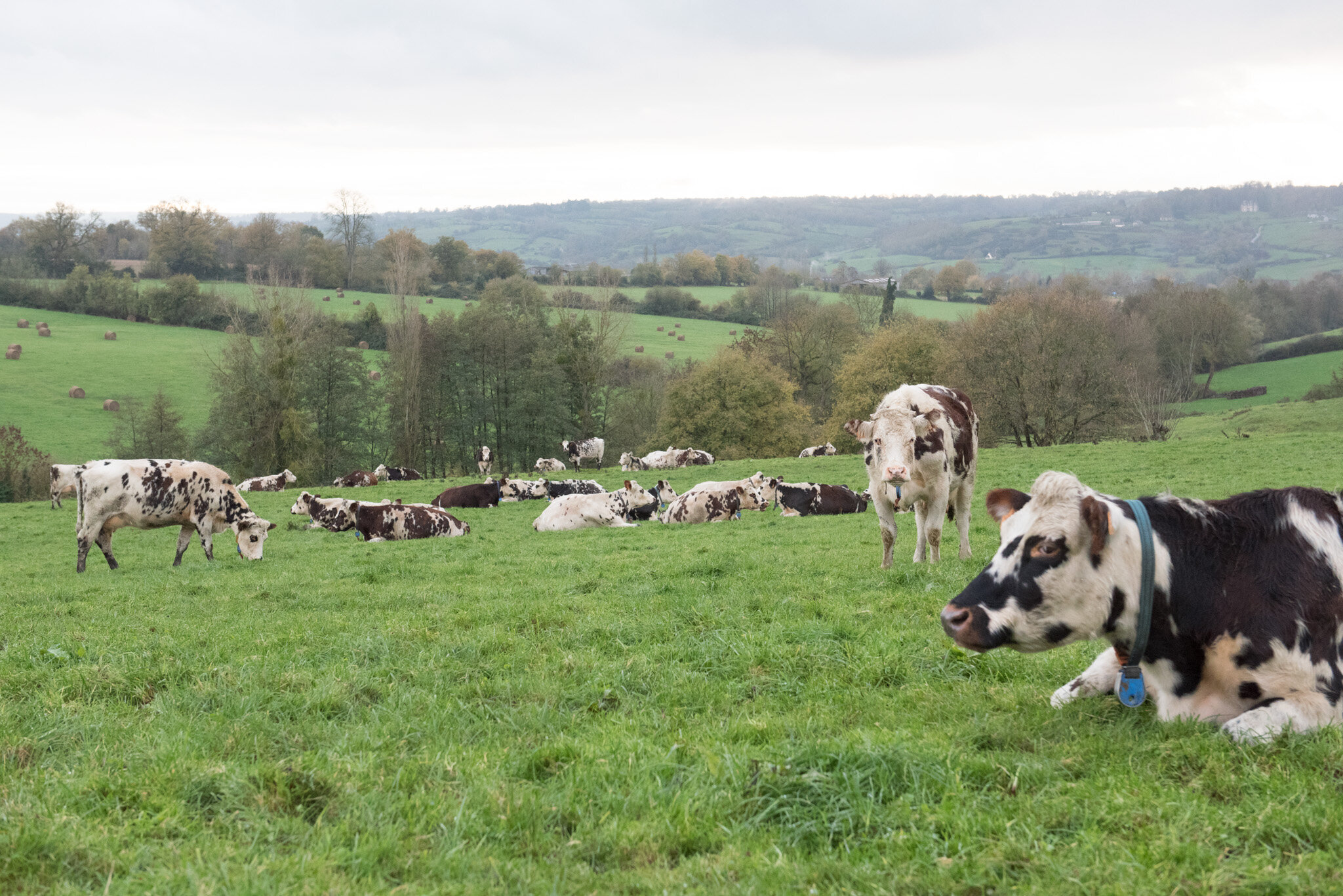    Graindorge cheese for 'Culture' U.S.    Cows relaxing in fields near Livarot 