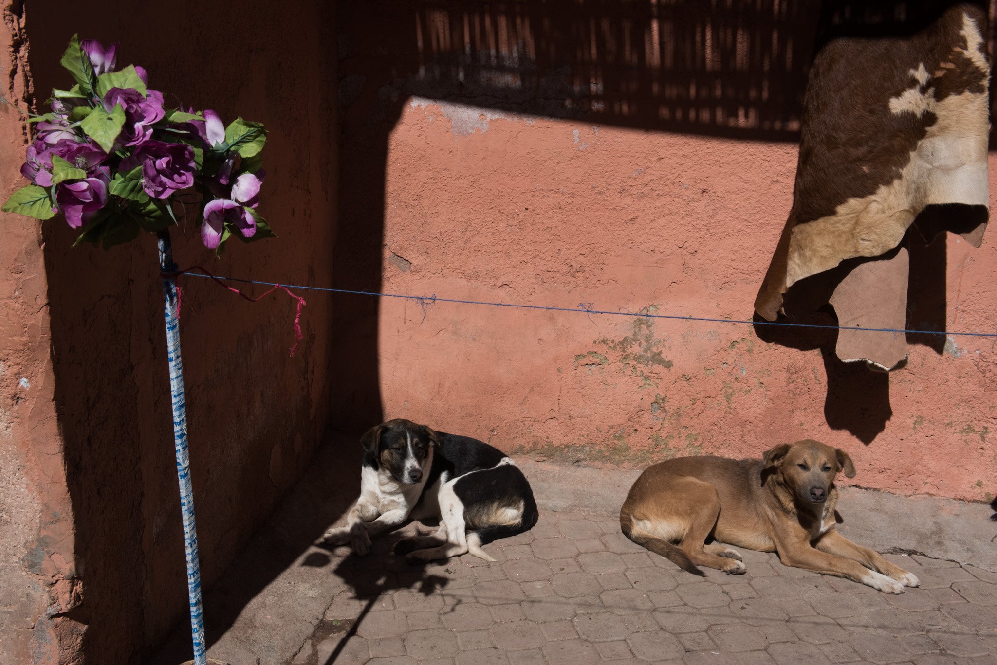    Morocco -  Marrakech    Dogs, flowers and hides   