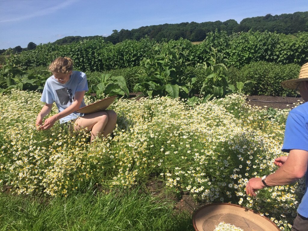 Harpford Farm fields 5.jpg