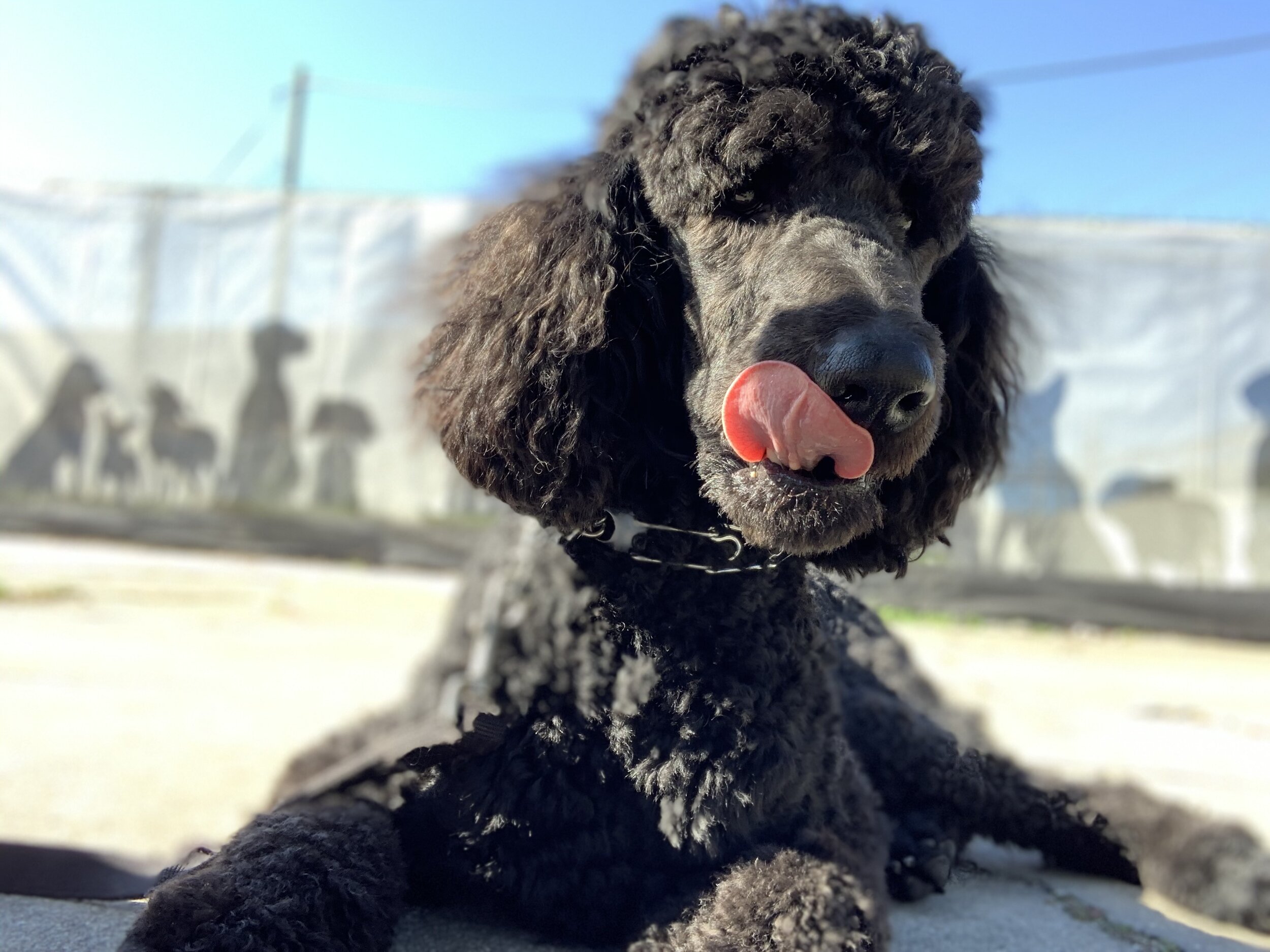 Karma K9 | Dog Training, Doggie Daycare & more