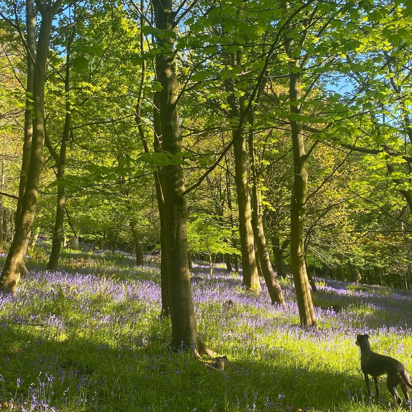 Northumbrian Bluebells
