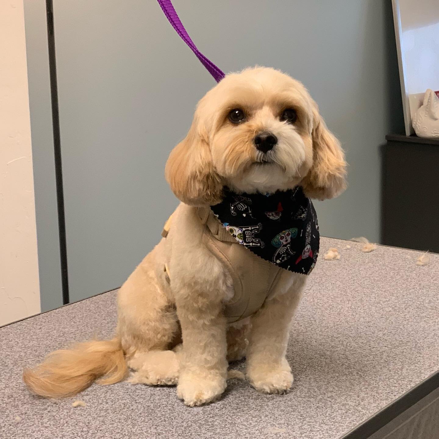 It&rsquo;s spooky season at Premier! In addition to bow ties and collar charms we are adding sugar skull bandannas for all our baths and grooms 👻🎃 be sure to schedule your October appointment so your pups are costume ready 🥳 #dogsofphilly #phillyg