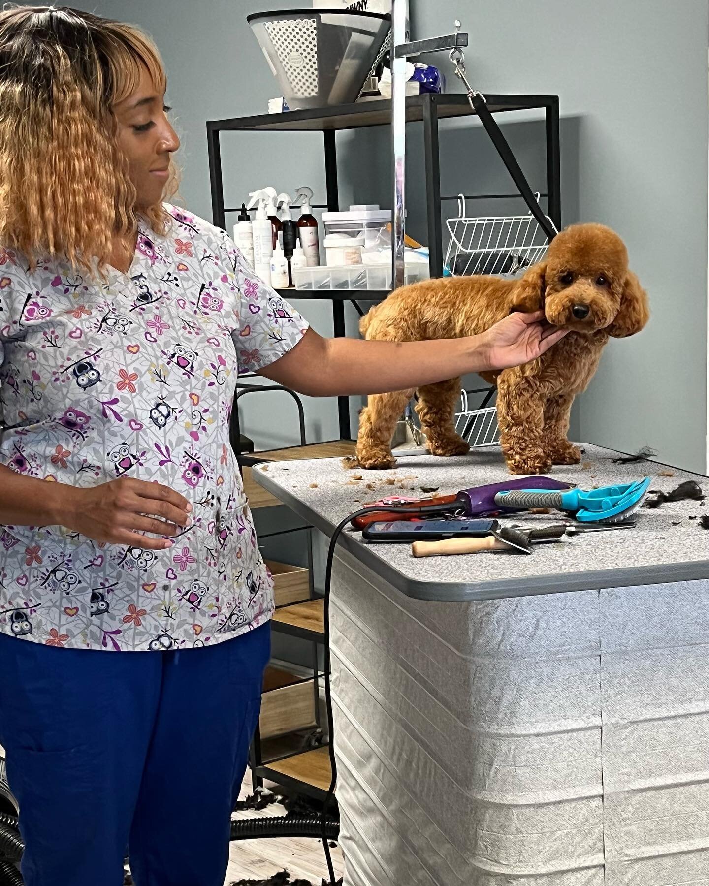 Please welcome Savon as the newest groomer at Premier! She&rsquo;s phenomenal and we are so happy to have her. Neena is back on reception while Kara kills it at volleyball in her senior year!!! #doggroomerphilly #phillygroomer #phillygroom #philly #r