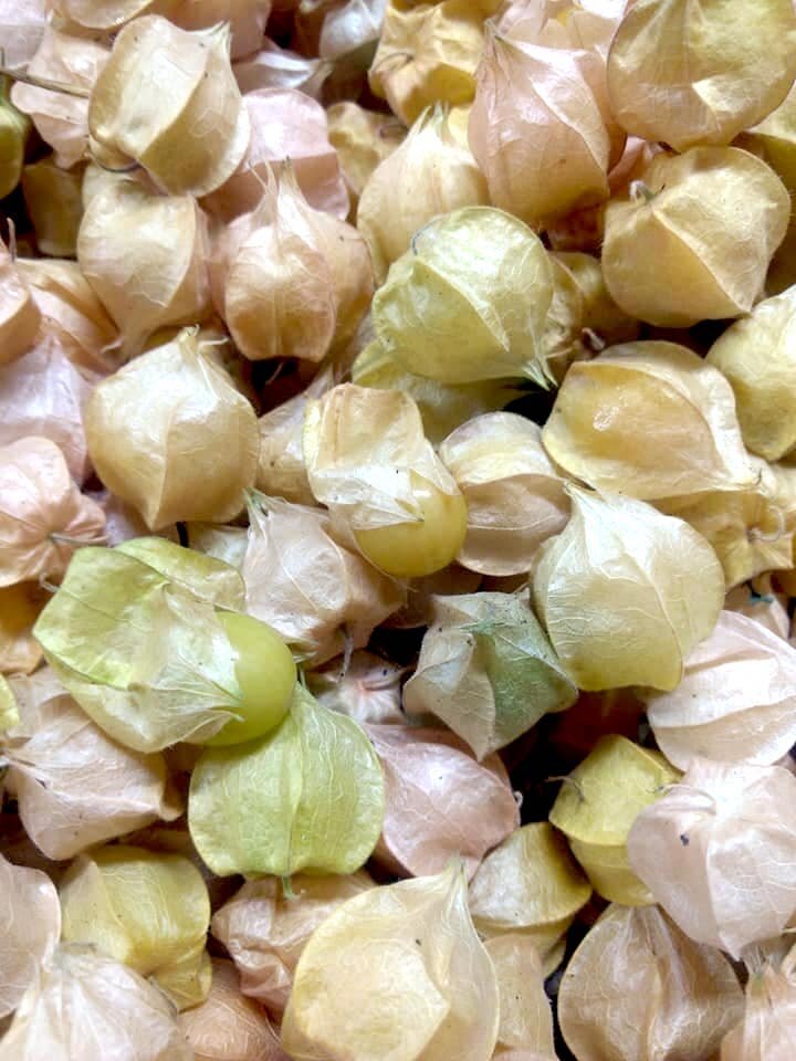 Seven Songs Farm - ground cherries tomatillos.jpg