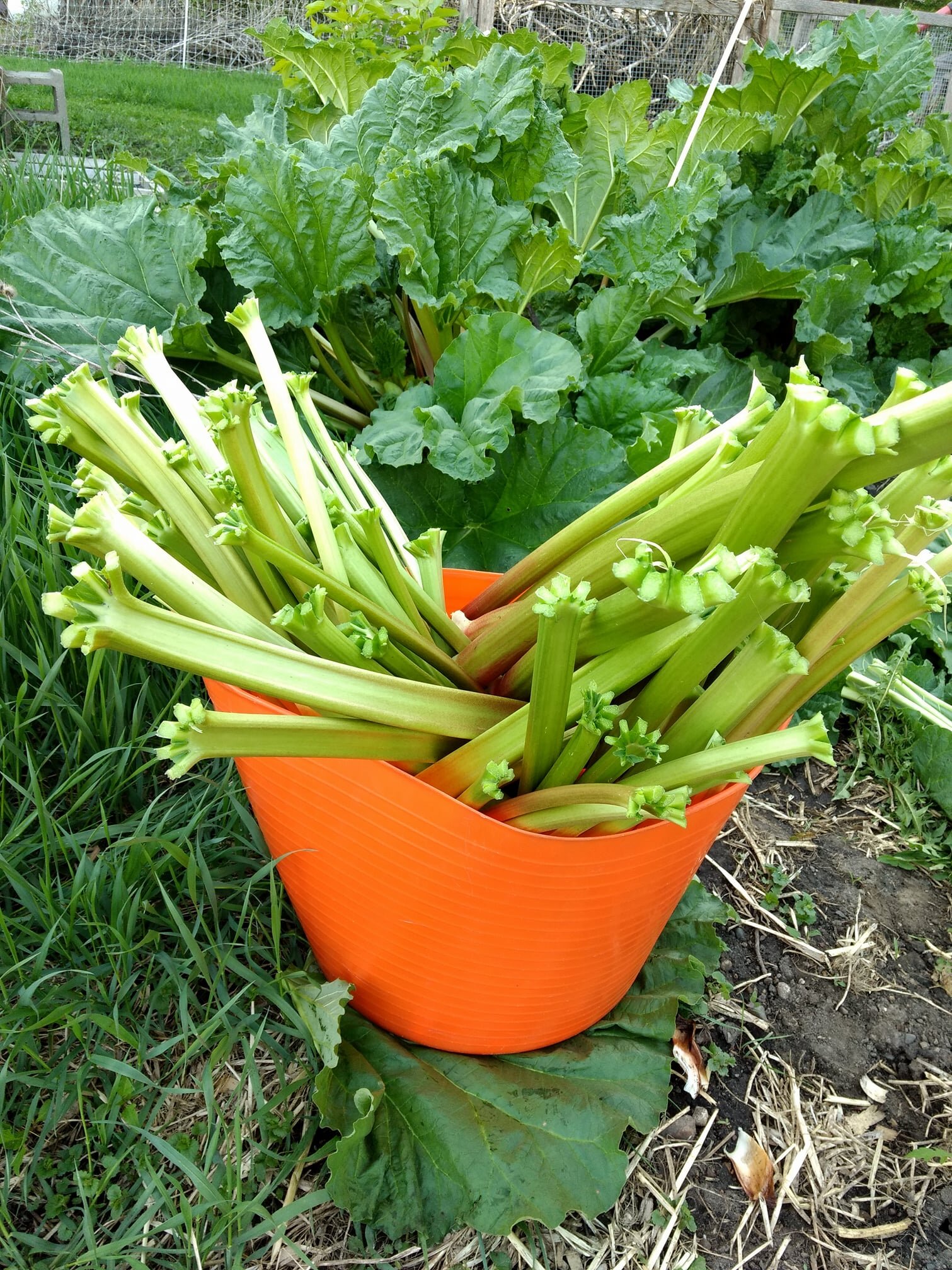 Seven Songs Farm - rhubarb.jpg