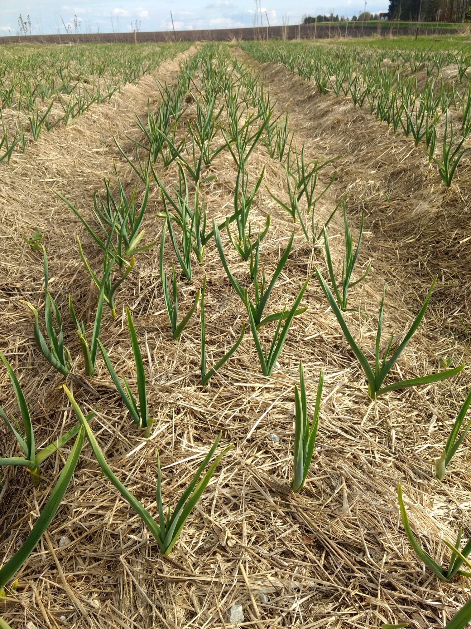 Seven Songs Farm - garlic field.jpg