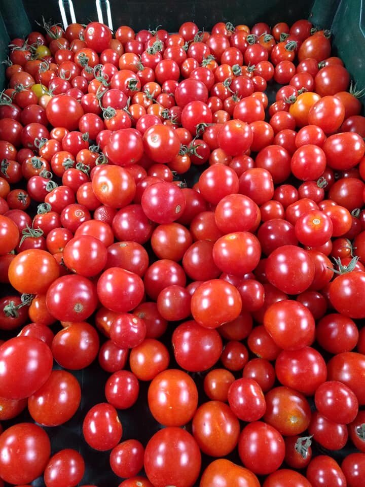 Seven Songs Farm - Red tomatoes.jpg