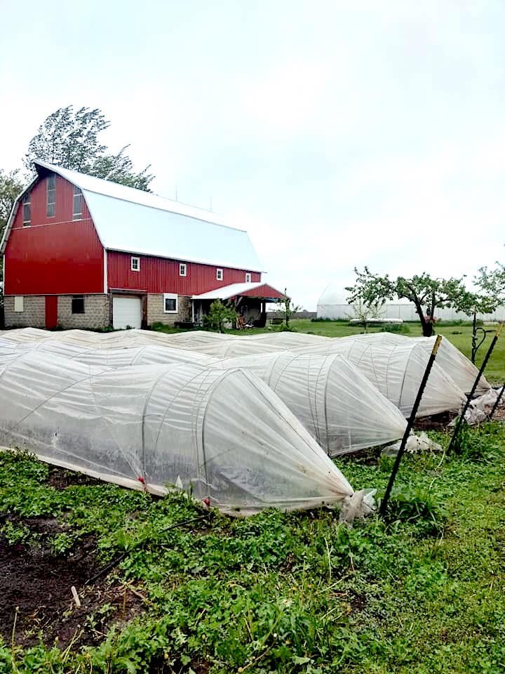 Seven Songs Farm - row covers and barn.jpg