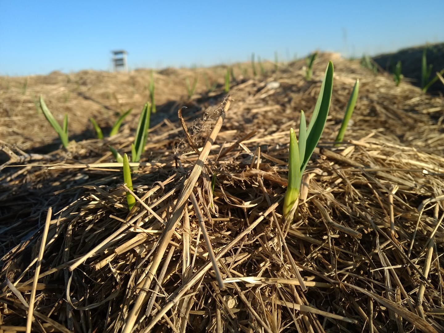 Seven Songs Farm - growing garlic.jpg