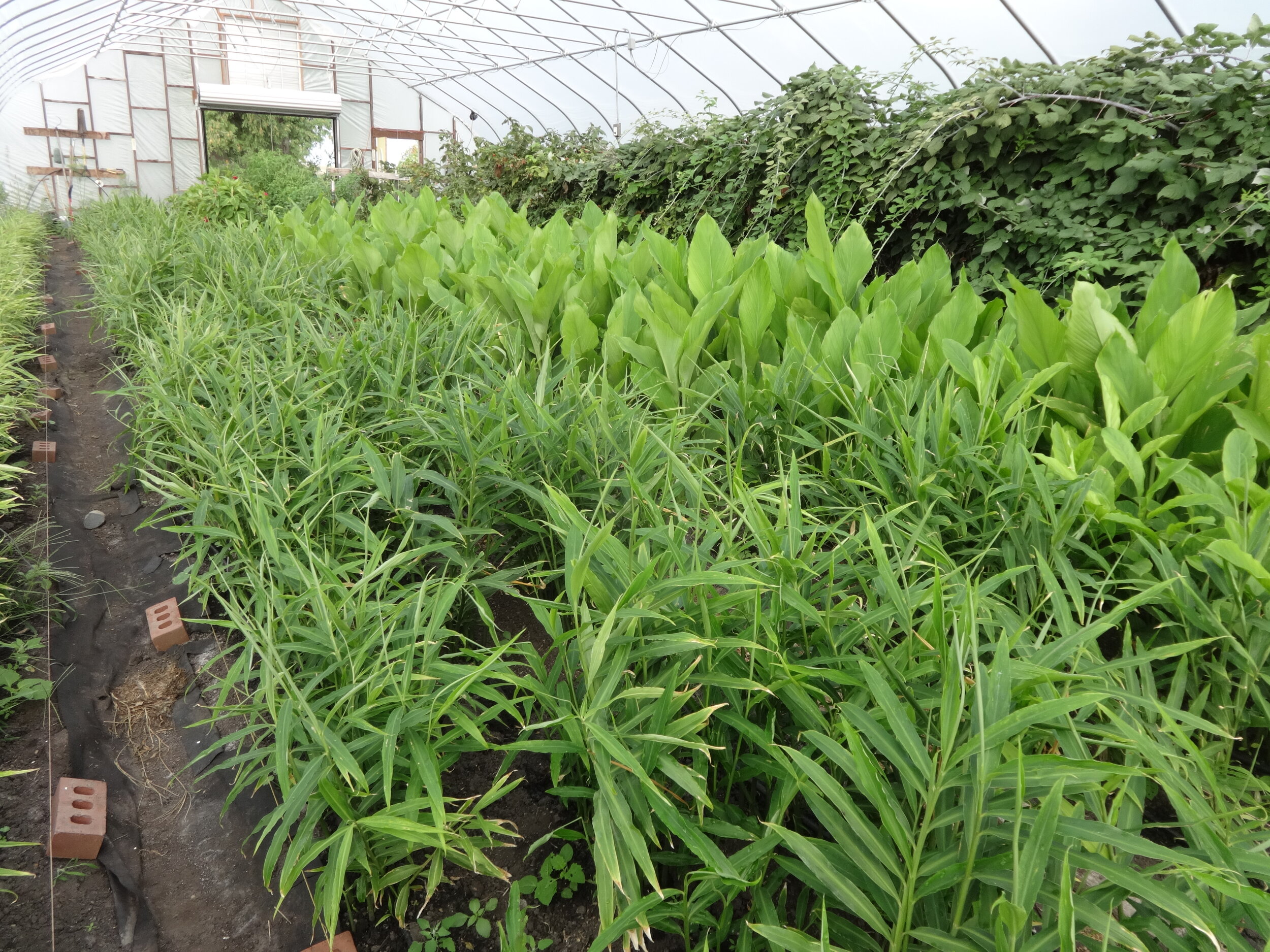 hoop house ginger.JPG