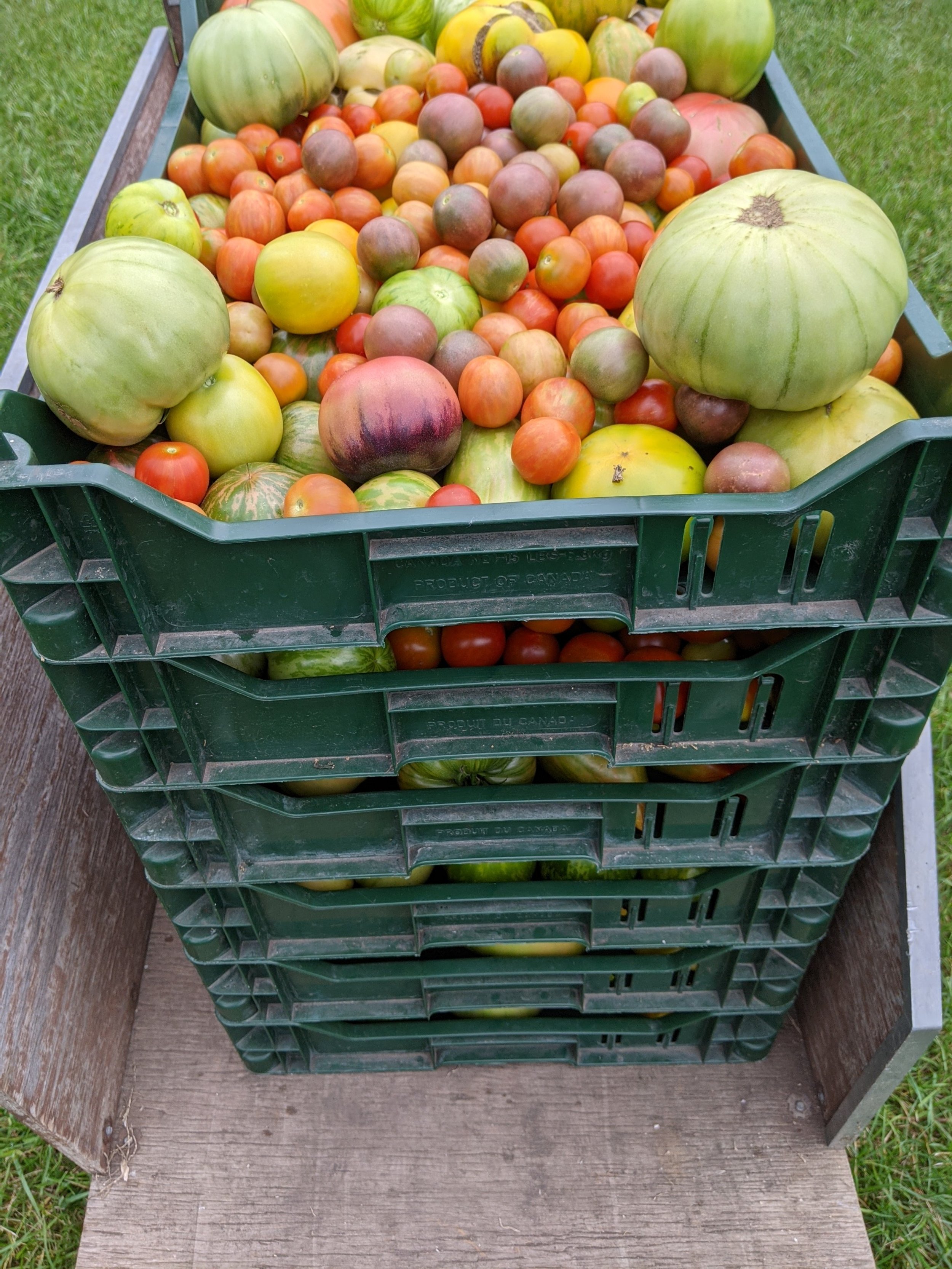 Harvested tomatoes (1).jpg