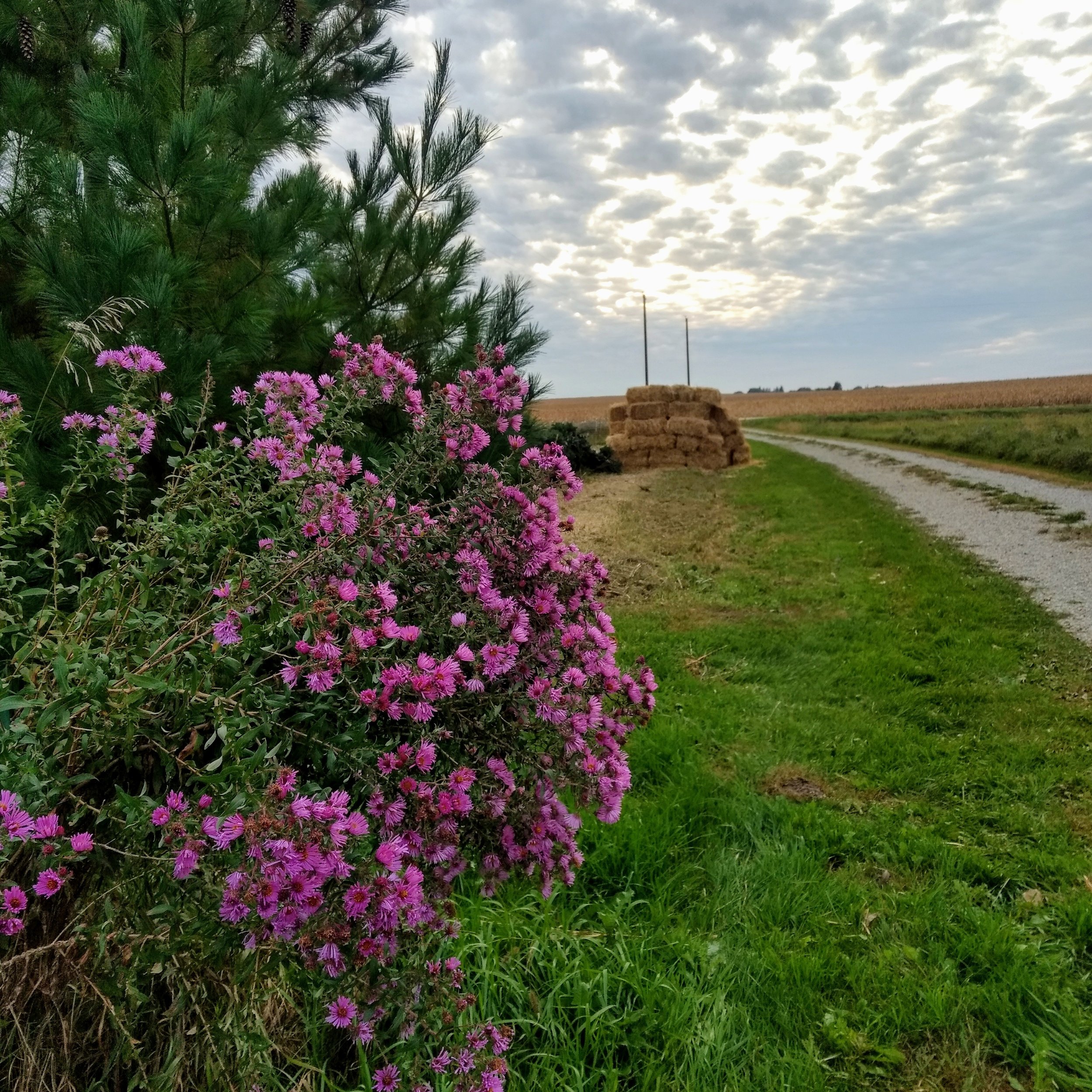 Flowers and driveway.jpg