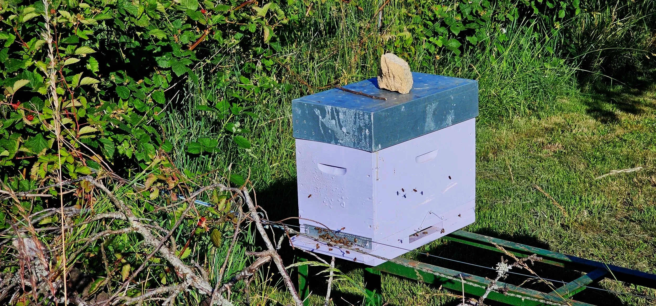 Bijen+1-kast.jpg
