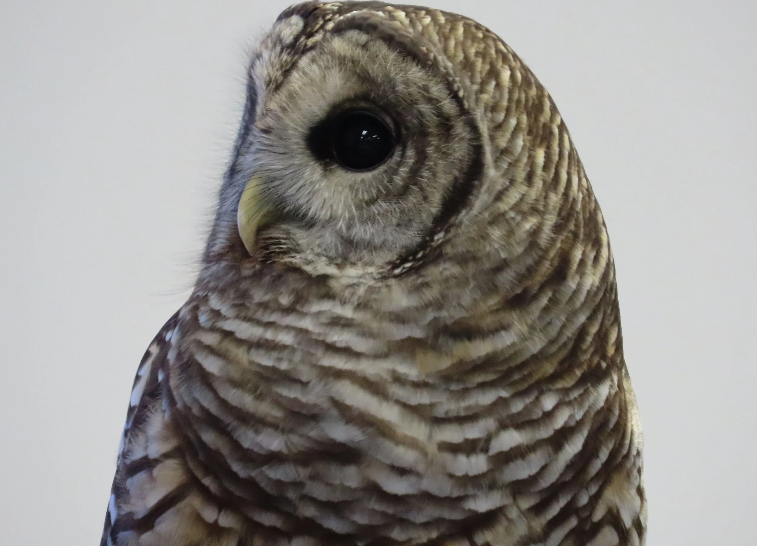 Oct. 3: Learn about ‘Owls and their Calls’ at Mad River Glen
