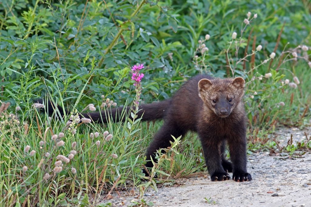 Op-Ed: Rodenticides have devastating impacts fishers