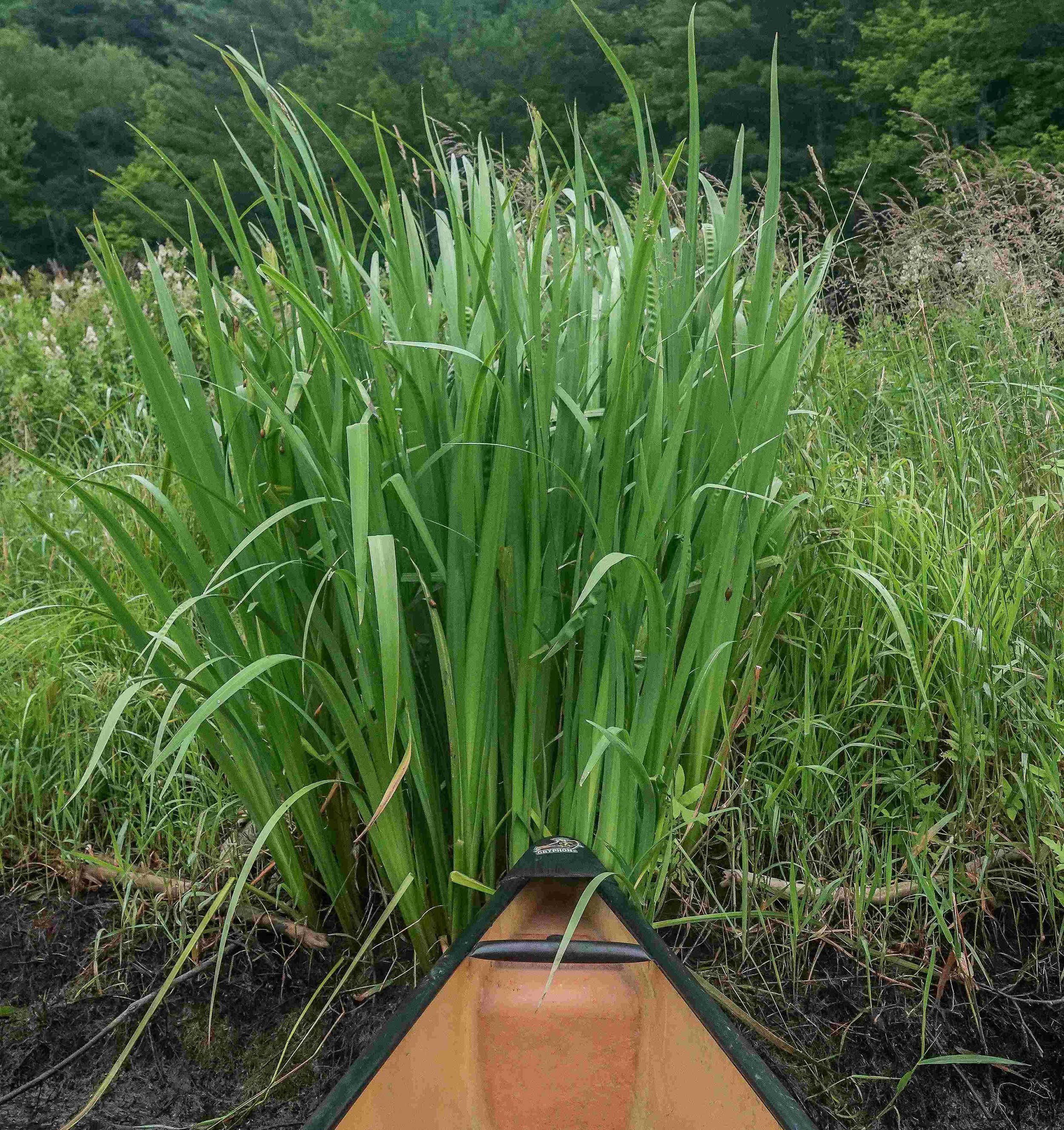 These shoreline iris plants have not yet bloomed. Photo by Sheila Goss