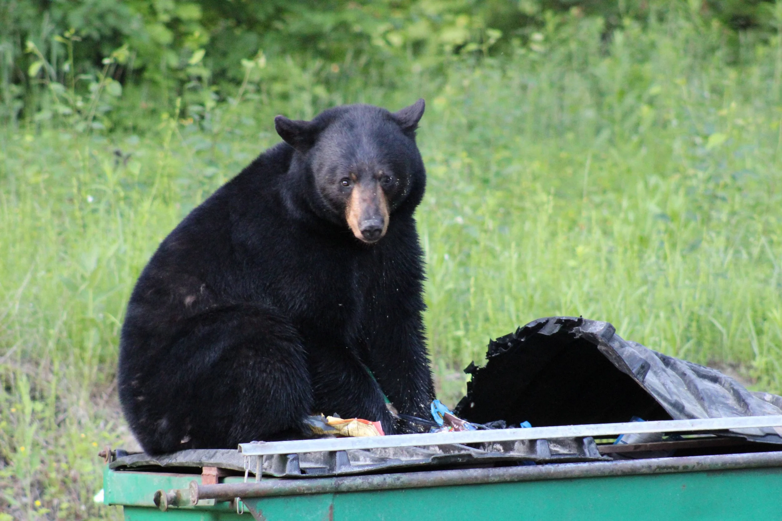 Hunting changes proposed as black bear numbers set new records