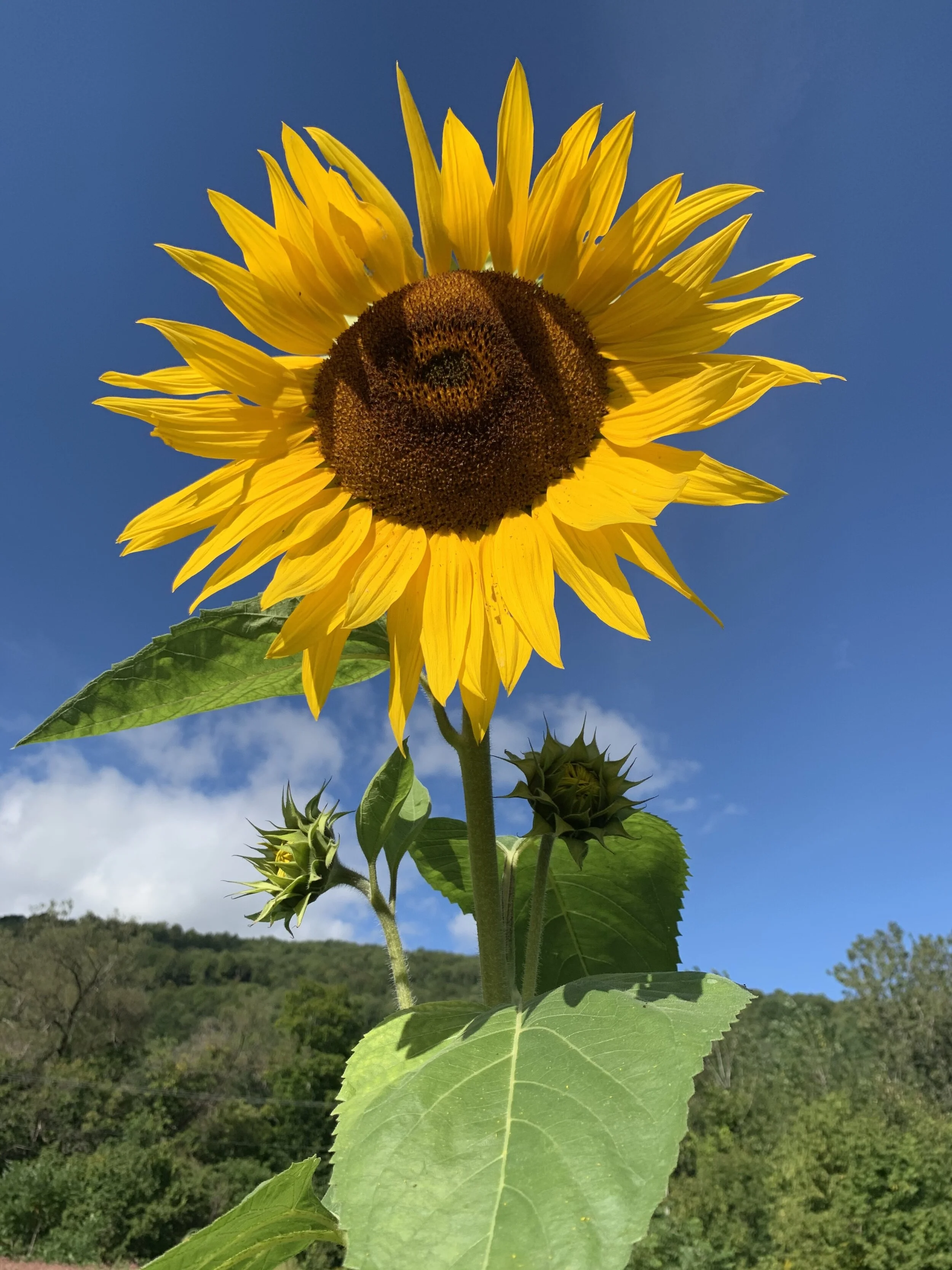Hunt for Sunzilla crowns 13-foot bloom