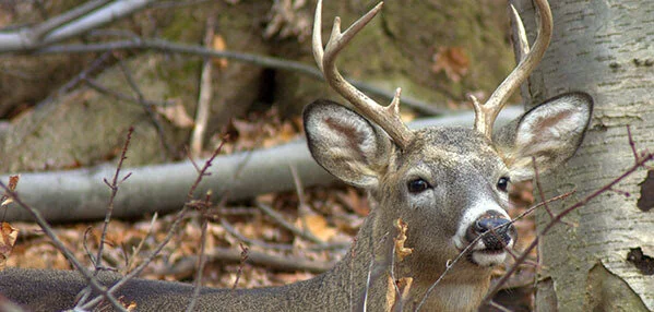 Hunters may report white-tailed deer harvest online this year