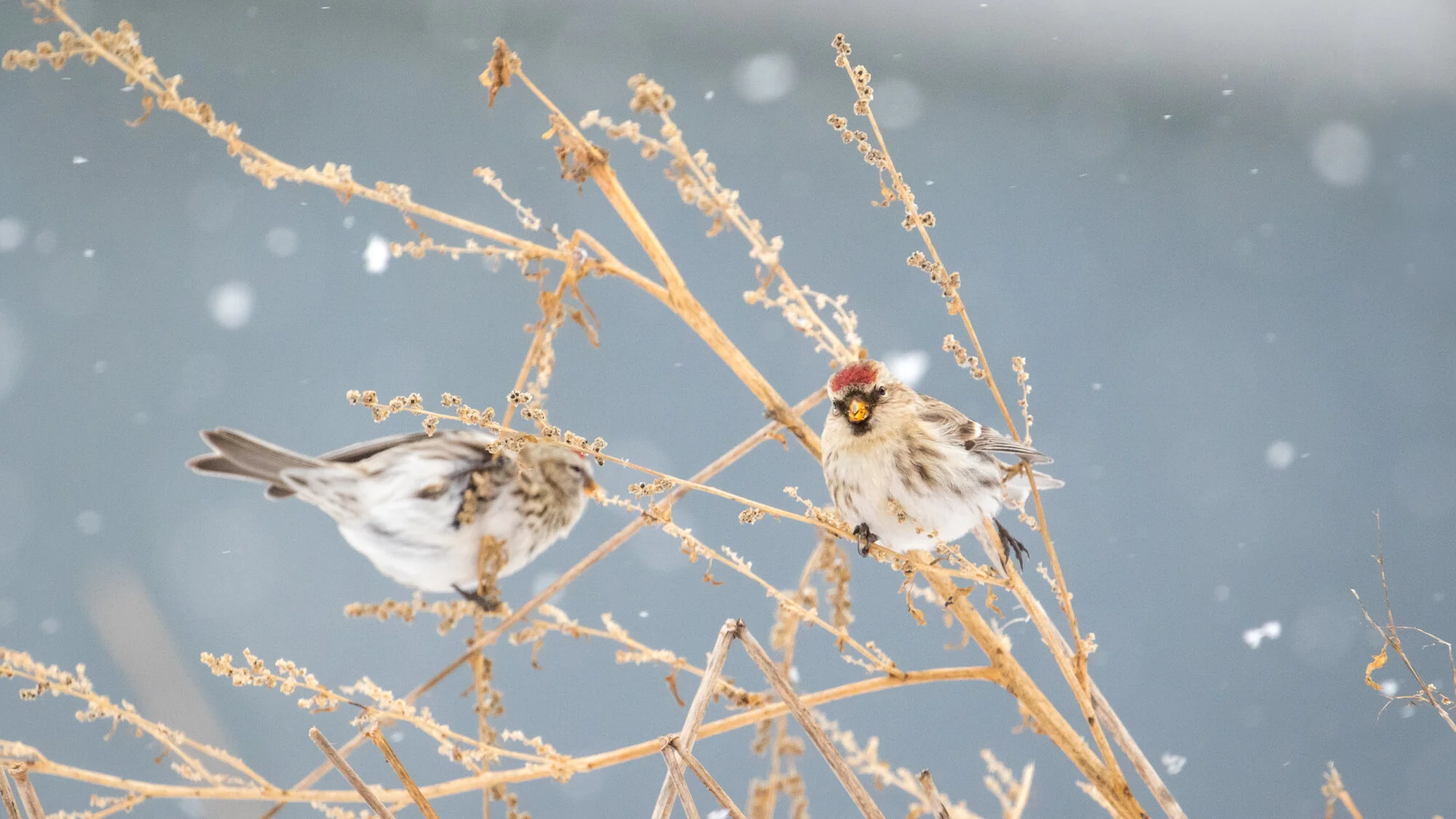 Hunger Mountain Christmas Bird Count happens Dec. 20