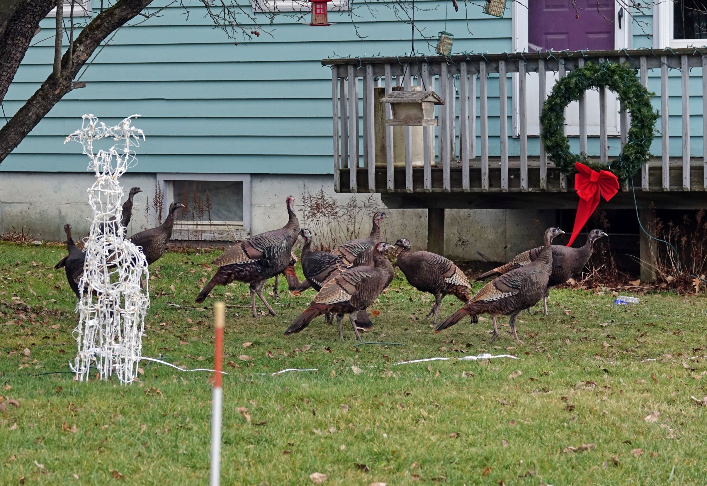   Visitors on Guptil Road check out  the Christmas decorations. Photo by Gordon Miller.   