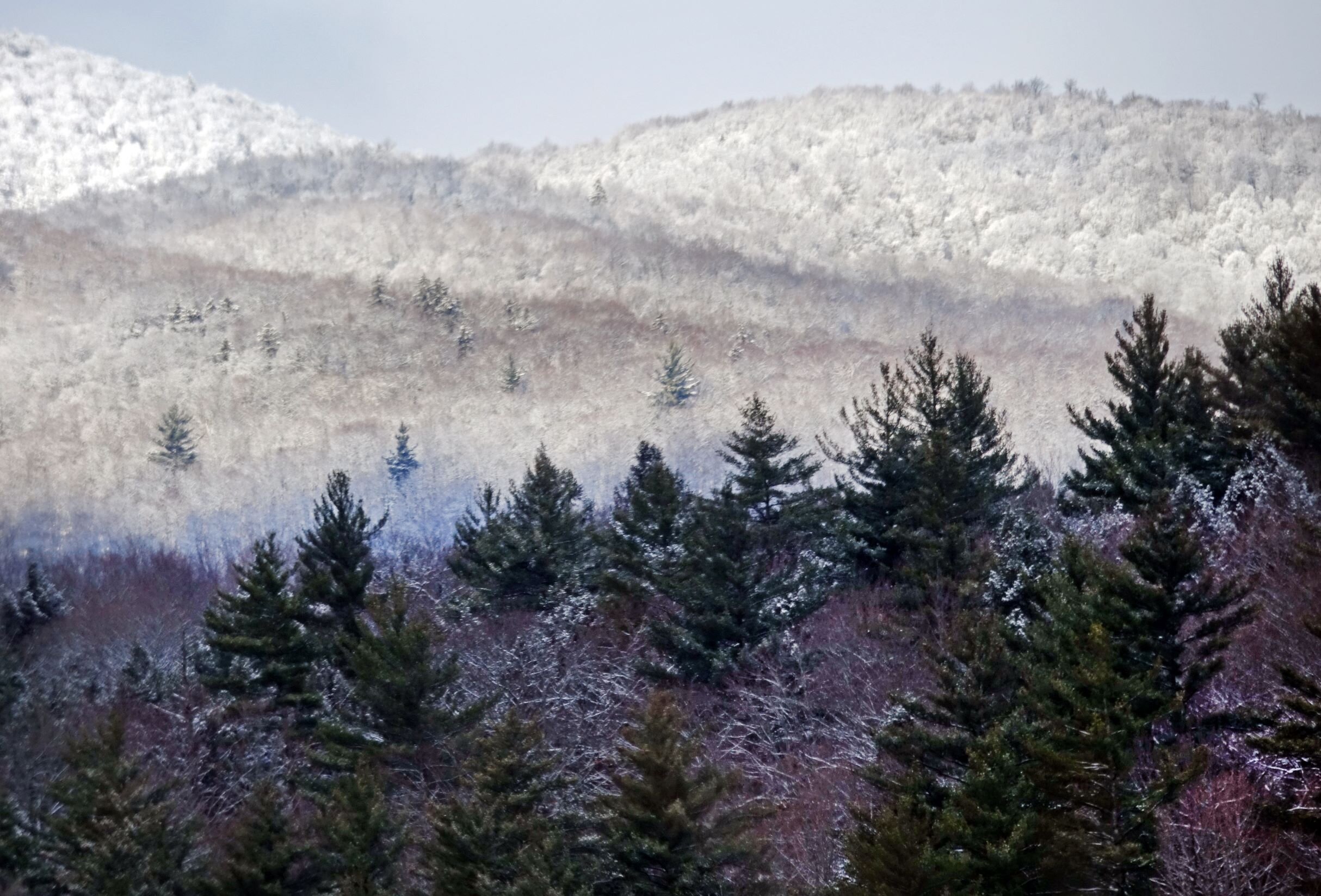   Snow in the foothills toward Bolton makes the pine trees pop. Photo by Gordon Miller.   