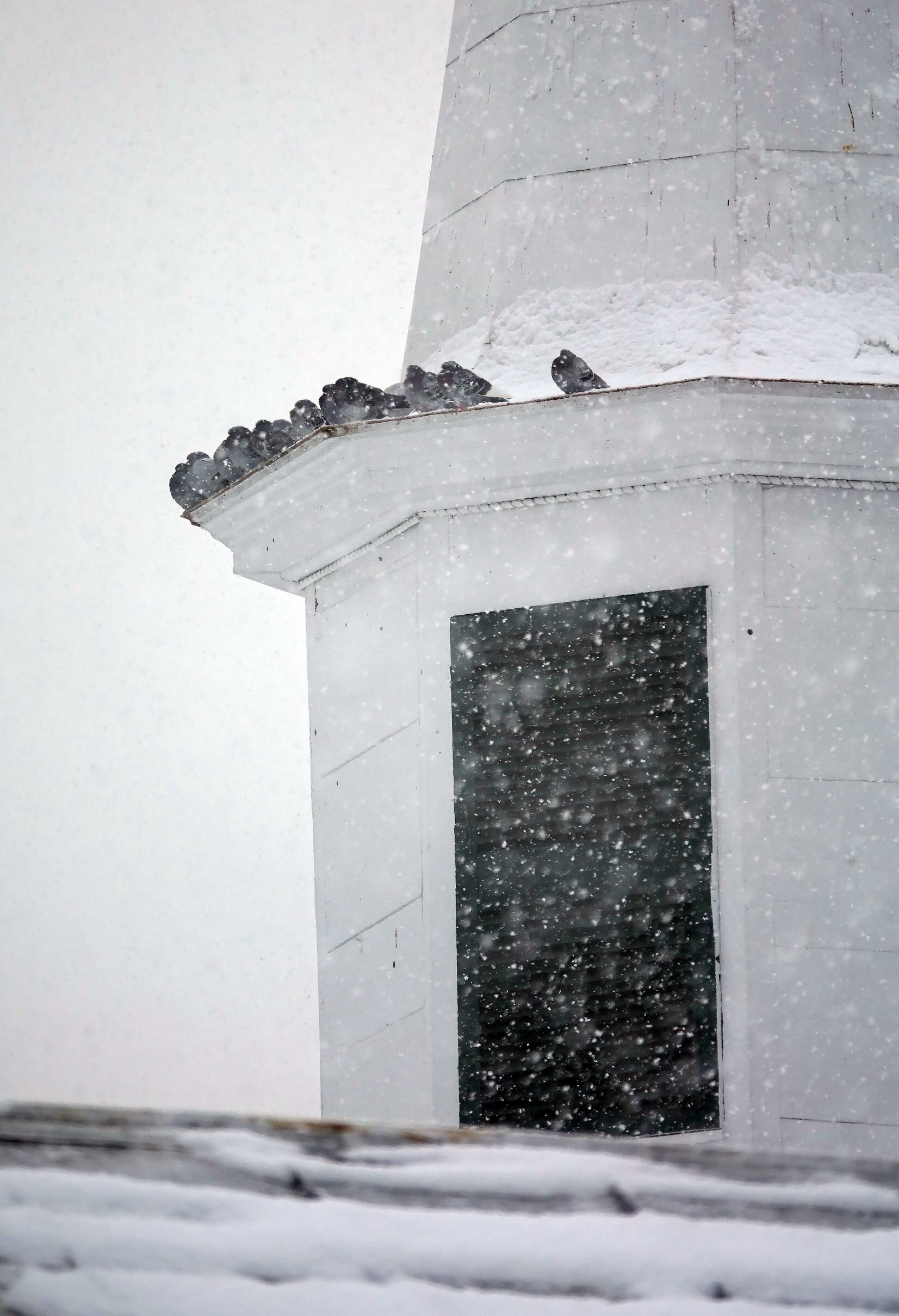   Pigeons huddle together atop a church spire for warmth. Birds don’t need to social distance. Photo by Gordon Miller.    