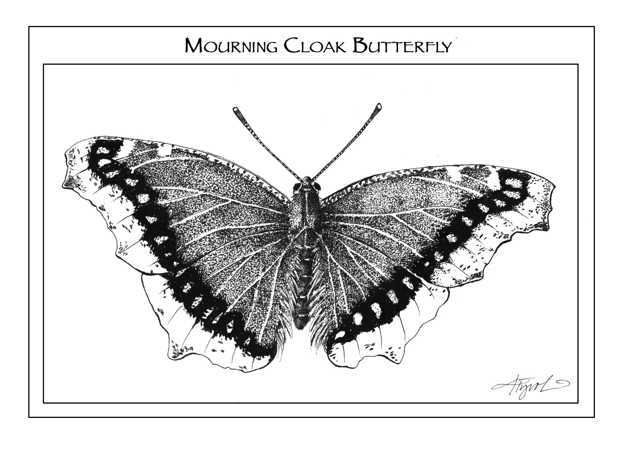The Outside Story: Where do insects go in winter? — Waterbury Roundabout