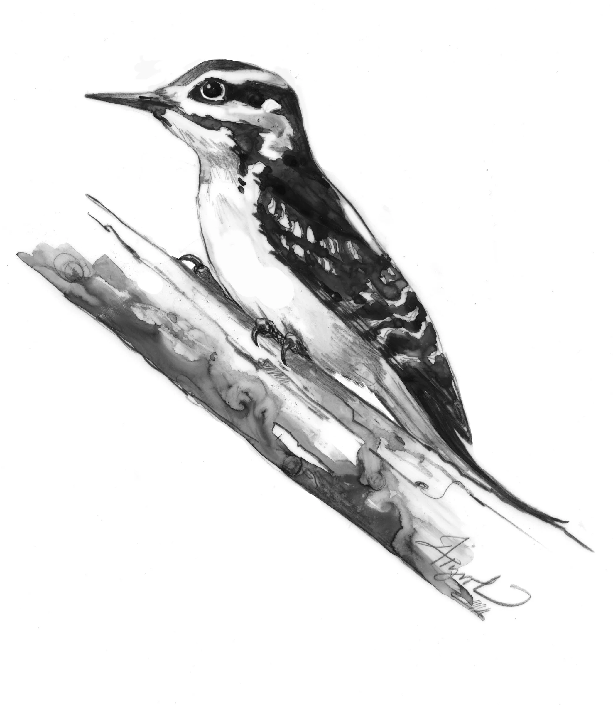 Hairy woodpecker illustration by Adelaide Murphy Tyrol.