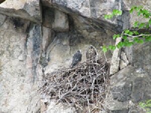 Attention hikers: COVID-19, mud, and nesting falcons could affect trail access