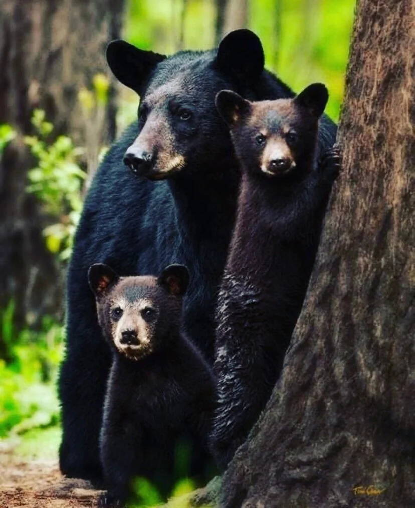 Wildlife group offers advice on handling black bear conflicts