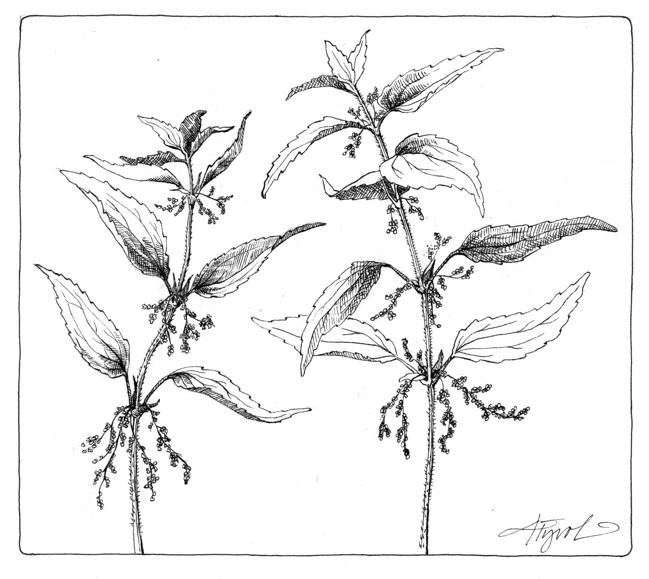 The Outside Story: Stinging nettles as both friend and foe