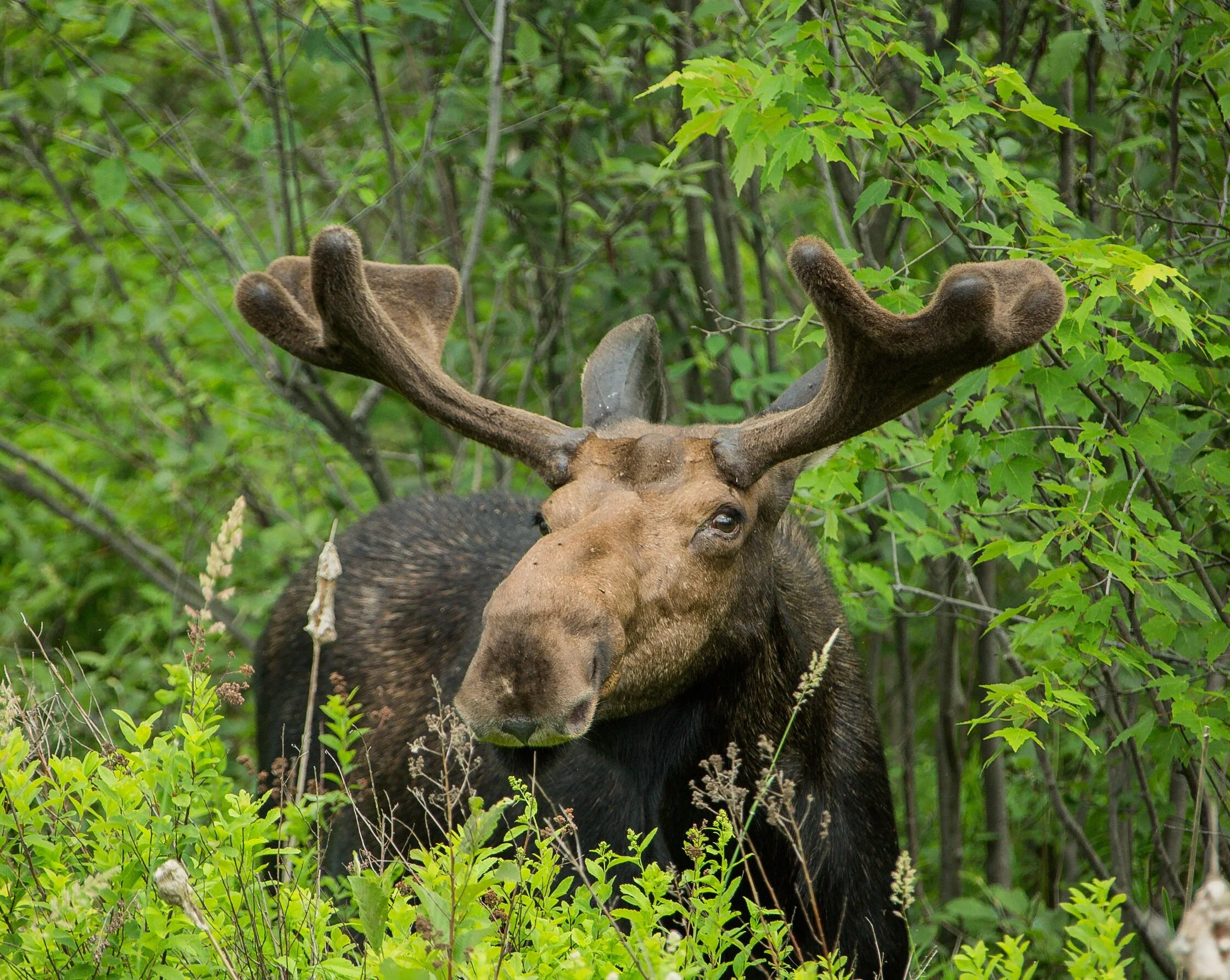Waterbury moose doesn’t survive encounter with vehicle