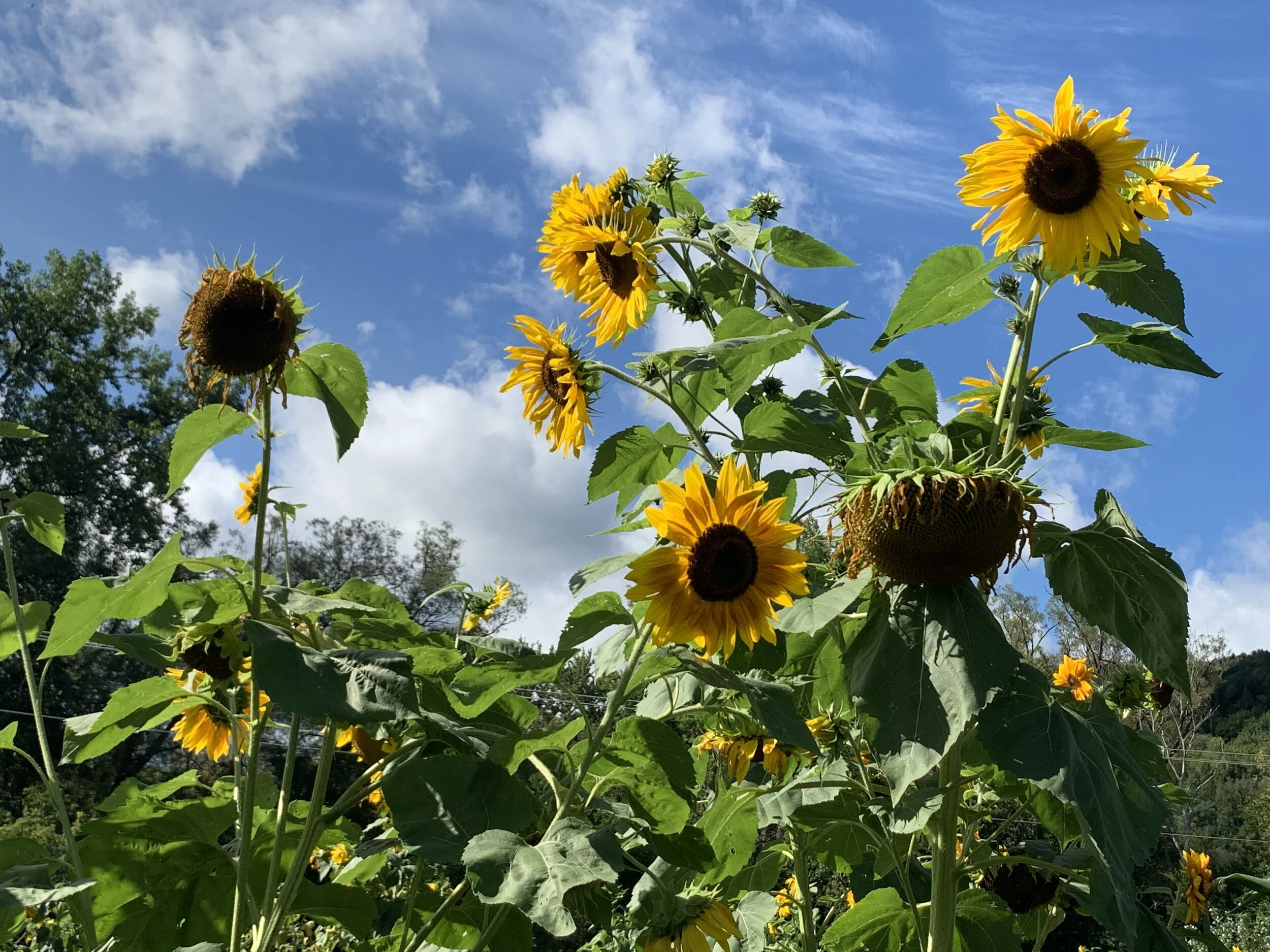 Hunting Sunzilla and that ‘Other Green Monster’