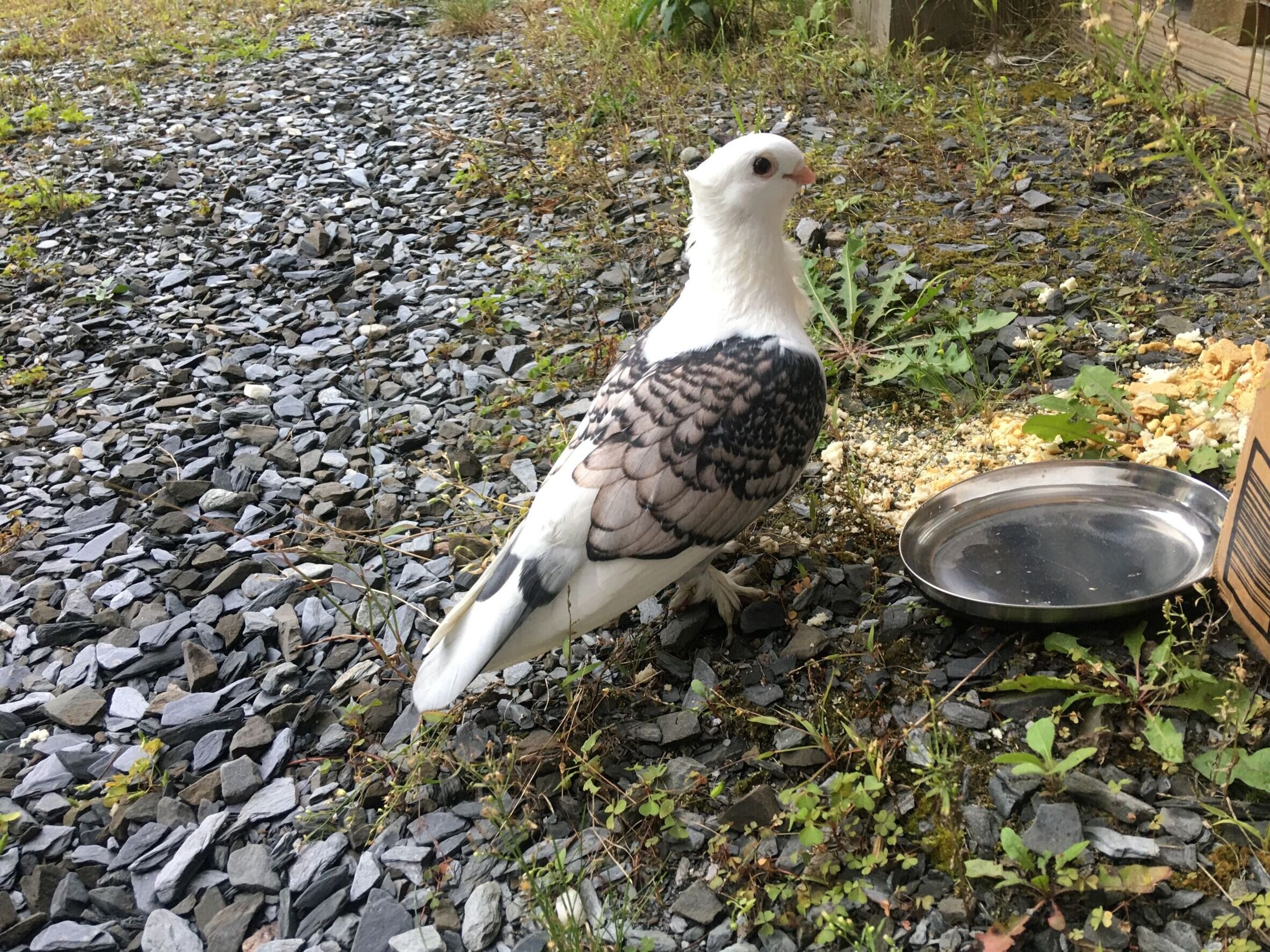 Mystery bird