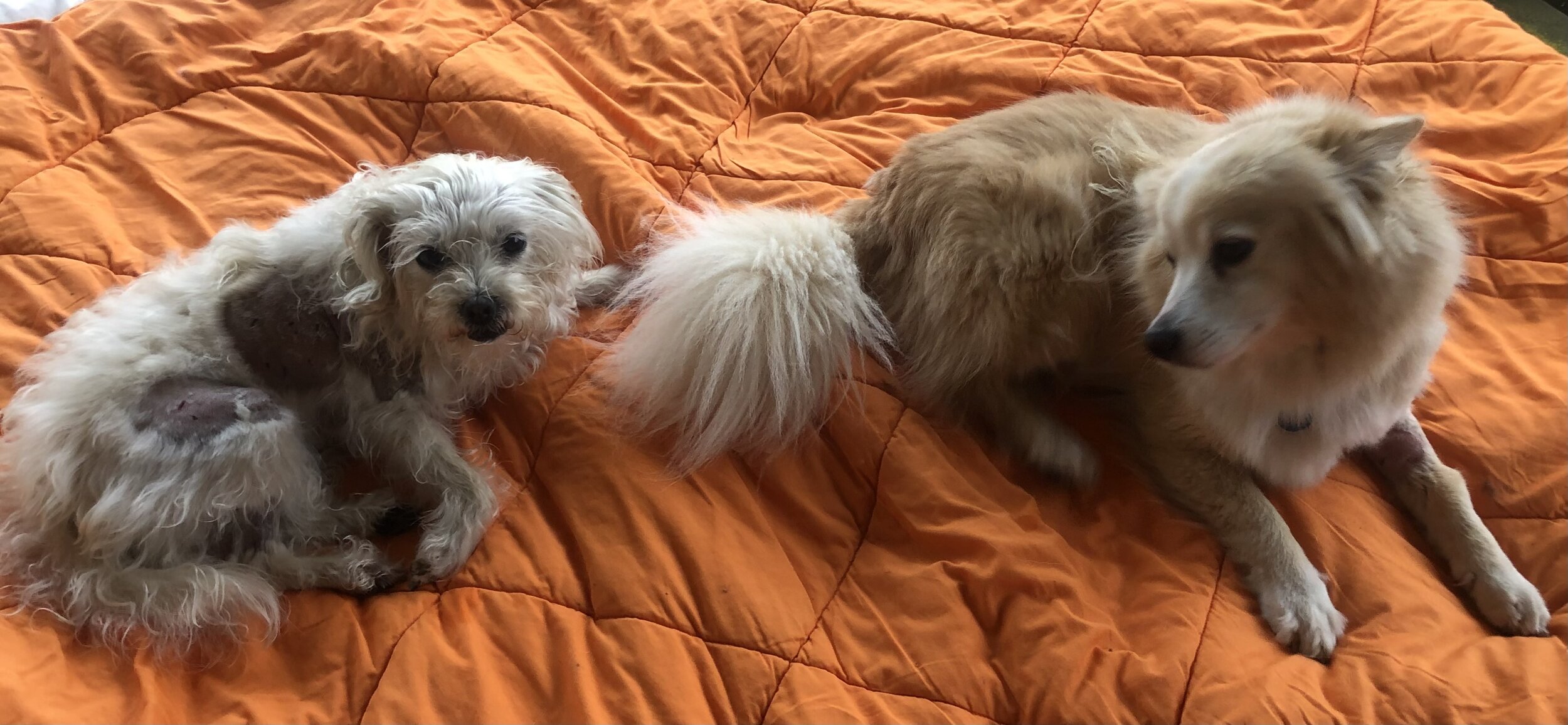 Lily and Luna resting at home. Photos by Jenny Carter