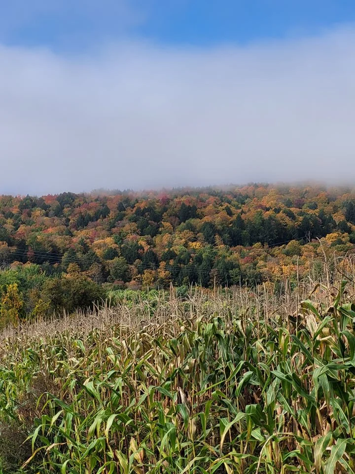   Becky Blackman of Duxbury got this shot of the cornfield by the Winooski River.  