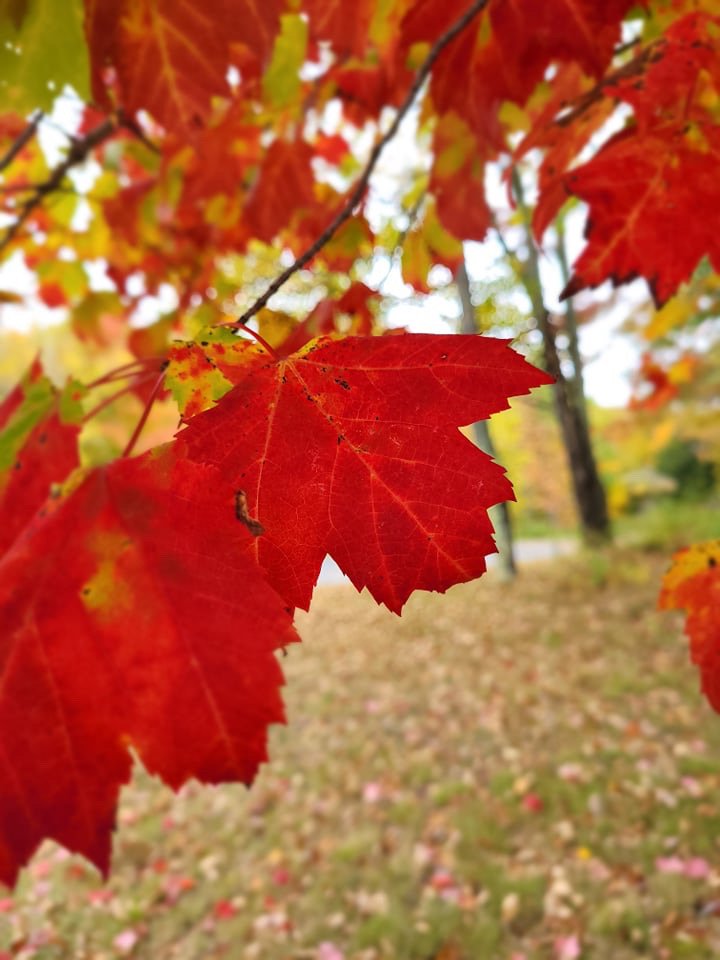   Becky Blackman of Duxbury sent in shots she captured on her daily walks including this detail of one of the leading stars of autumn in Vermont: red maple leaves.  