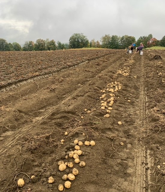   These earthtones are just that. Potato harvest in Williamstown by Marlene Wurtzbacher.  