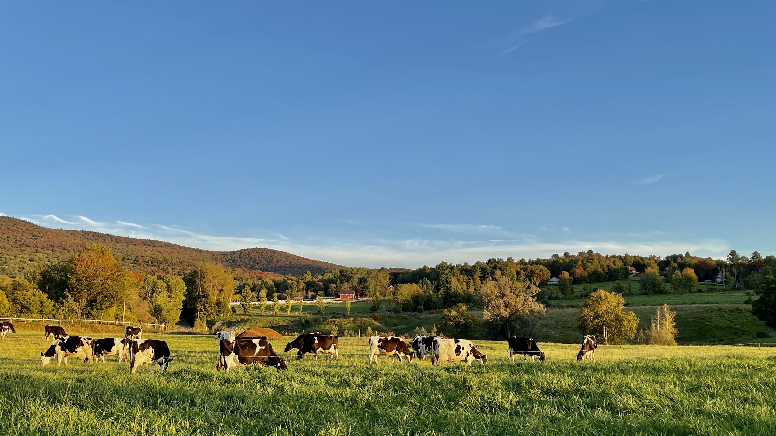   Michael Paddock's bike ride took him by the Davis Farm on Kneeland Flats where the cows have a particularly nice view.  