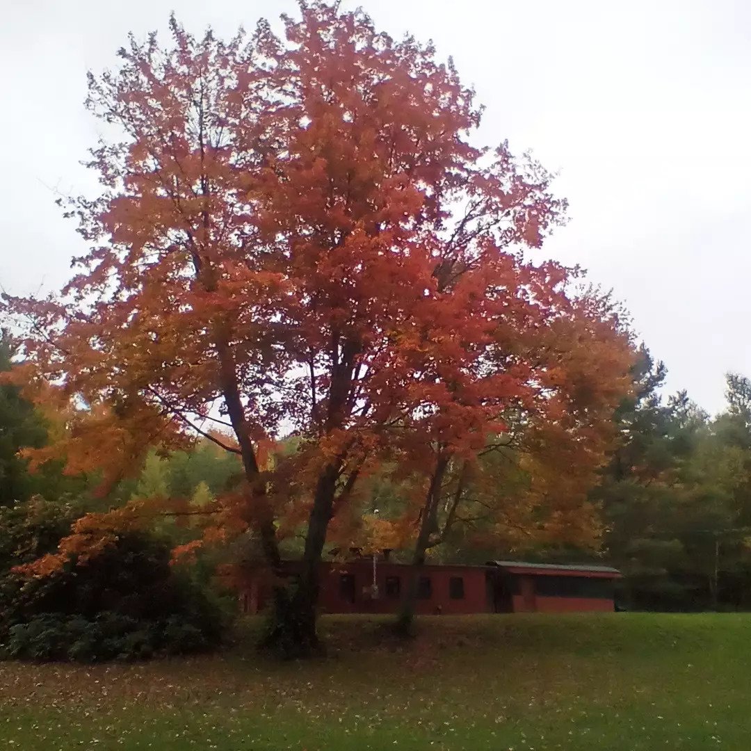  Michael Erwin says he likes watching the maples by the caboose camp on Hough Road turn each year. 