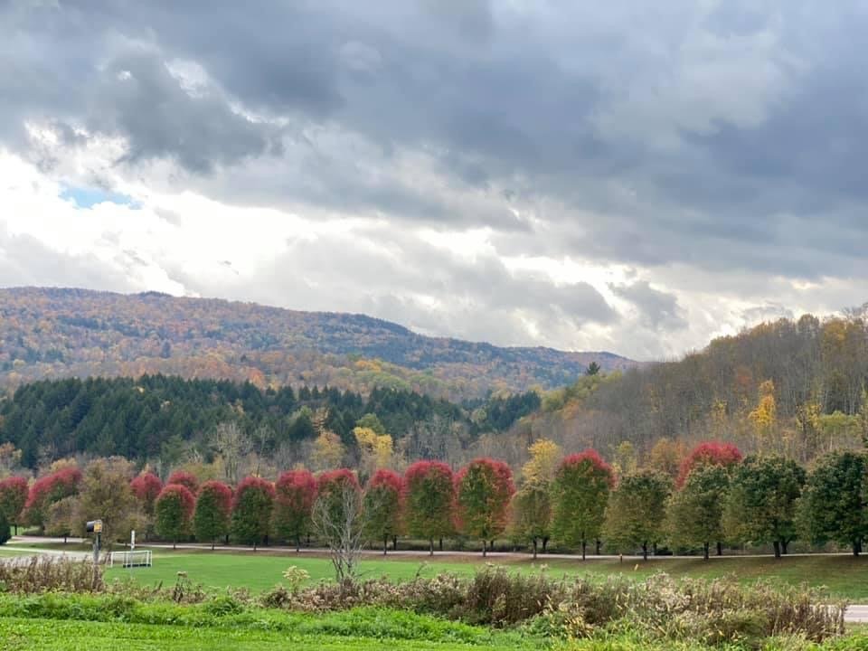  Lee-Anne Martel Martin from Moretown stopped to document the maples along the Crossett Brook Middle School driveway as they slowly reveal their fall color. 