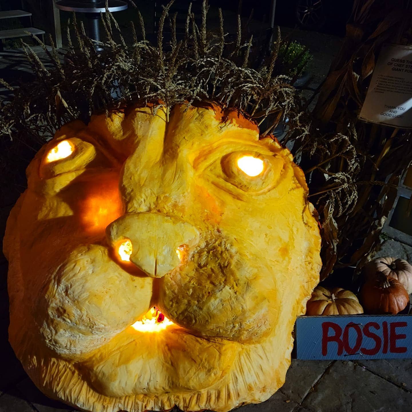  “Rosie” the pumpkin lion was no lightweight. Photo courtesy Stowe Street Café 