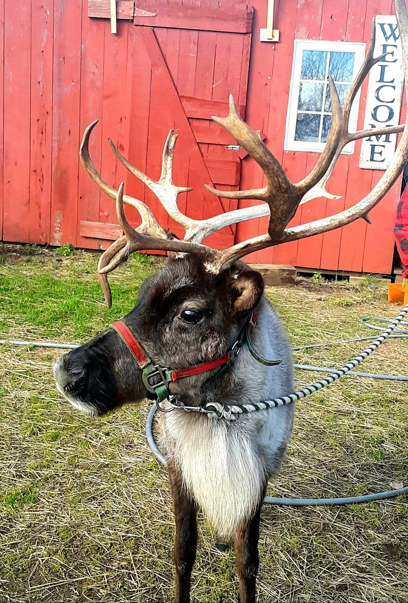 Downtown Sunday: Reindeer, vaccines, shopping specials