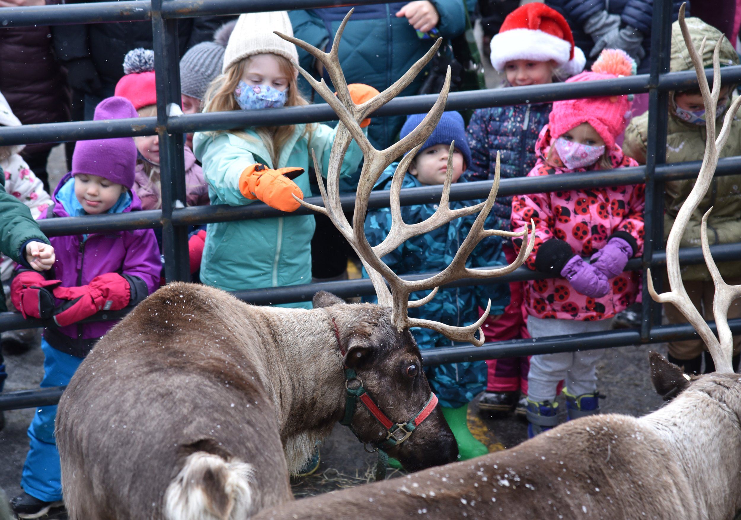  It’s not every day you get to meat a reindeer in real life. Photo by Gordon Miller 