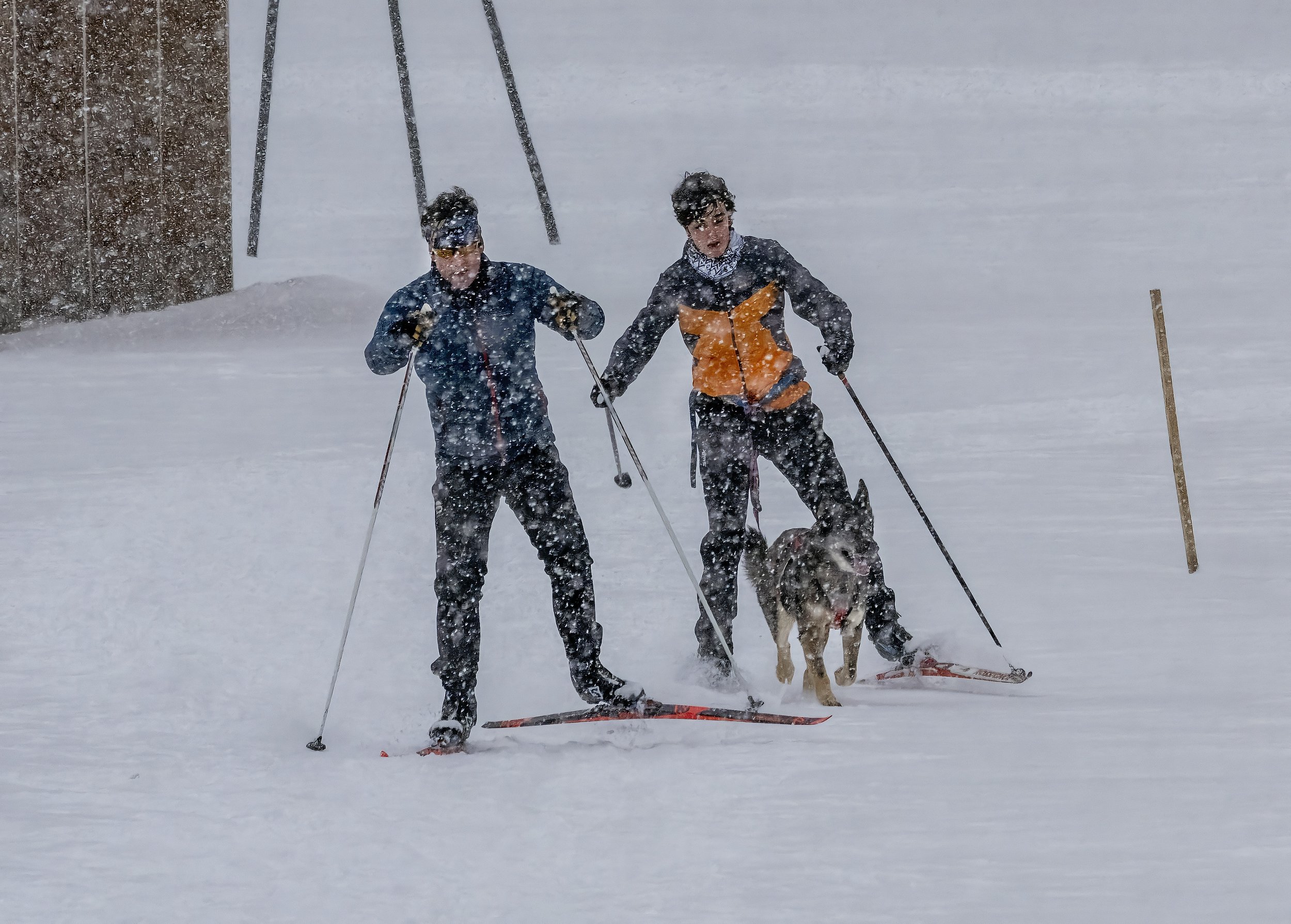  Cross-country skiers at Dac Rowe Park employ dog power. Photo by Gordon Miller  