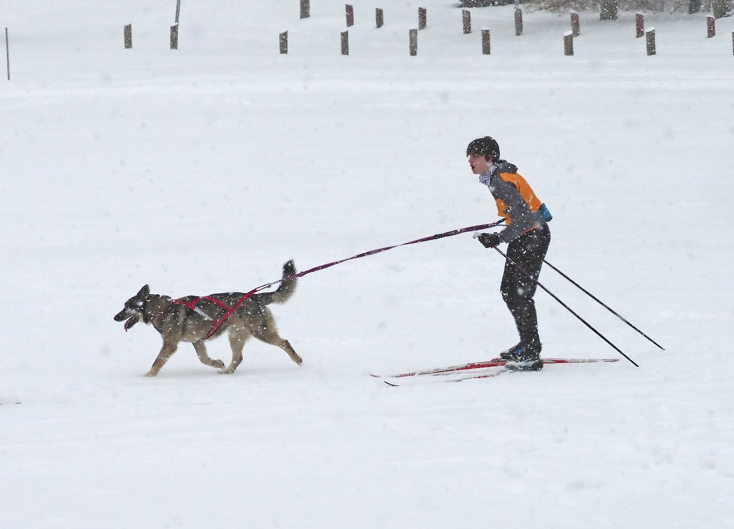 Skiing while attached to a dog in harness is called skijoring. Photo by Gordon Miller  