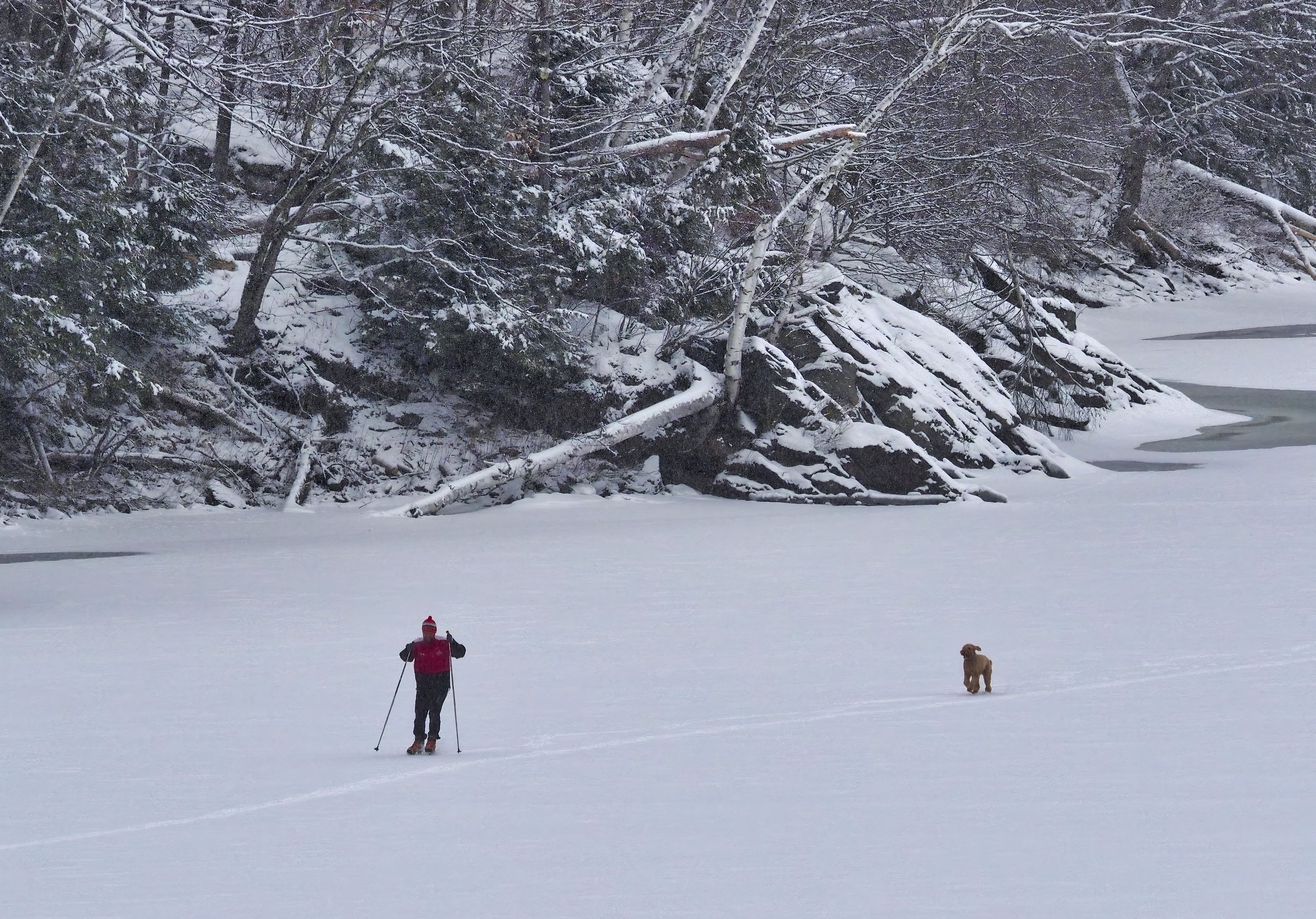  A lone skier and their dog on the Waterbury Reservoir. Photo by Gordon Miller  