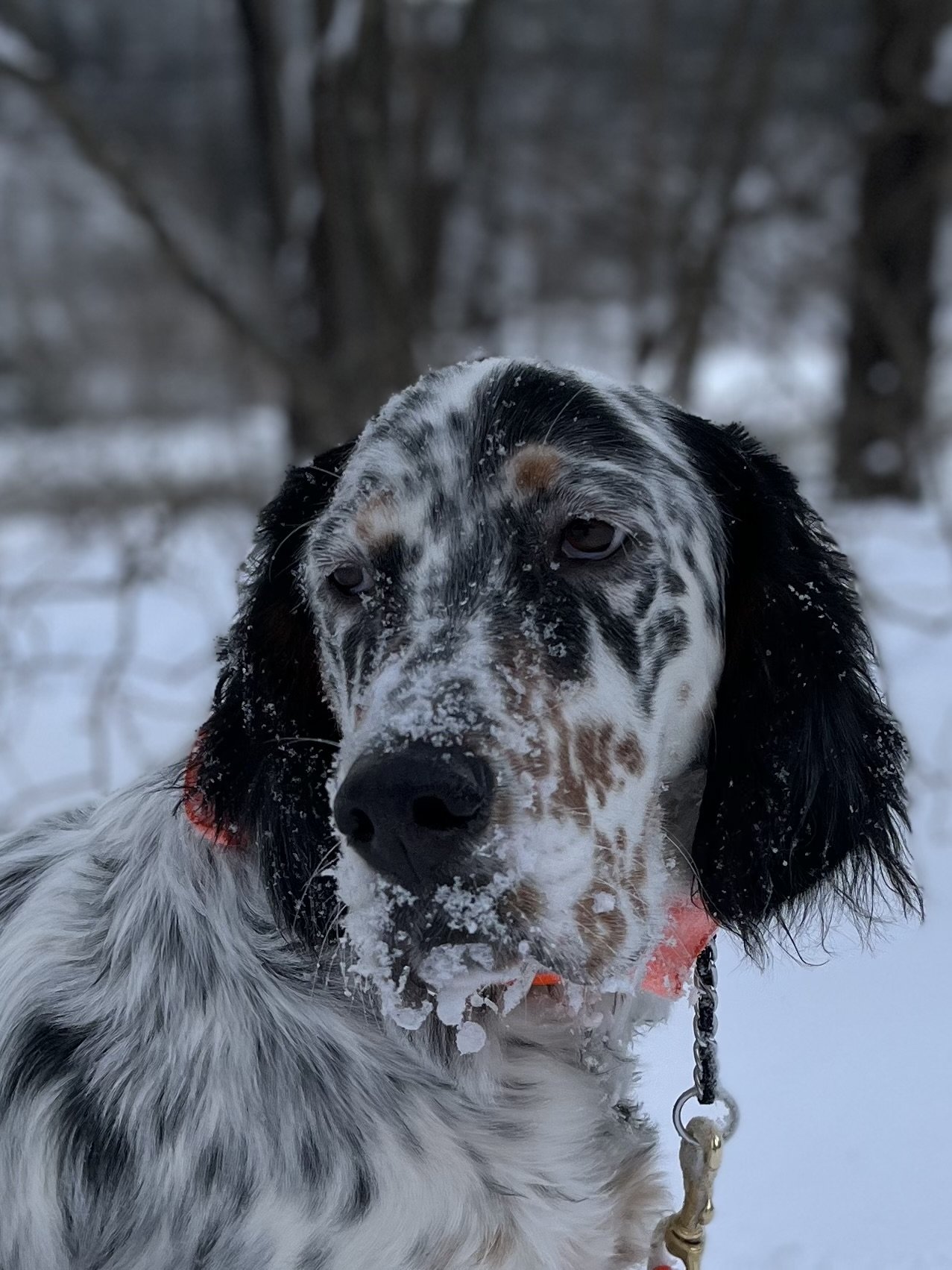   Sonny of Moretown after a snowy romp, closeup. Photo by Cary Friberg  